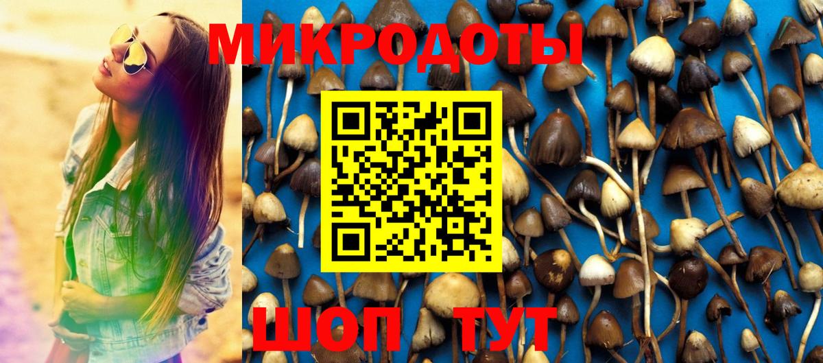 Галлюциногенные грибы Psilocybe Лениногорск